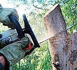Best Emergency Tree Removal  in Harwich Center, MA