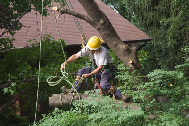 Best Storm Damage Tree Cleanup  in Harwich Center, MA