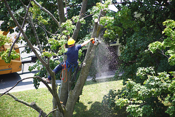 Best Stump Grinding and Removal  in Harwich Center, MA